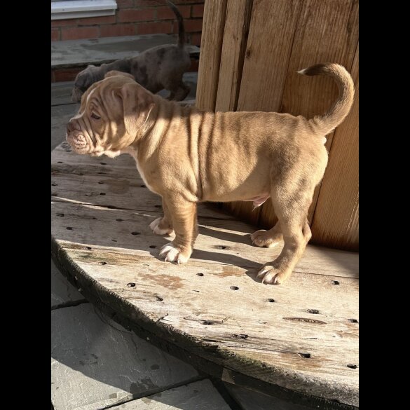 Dorset Olde Tyme Bulldogge - Both