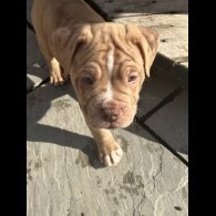 Dorset Olde Tyme Bulldogge - Both