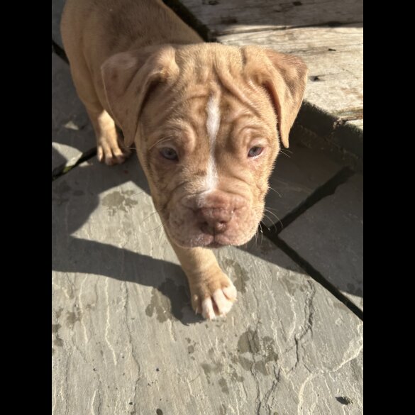 Dorset Olde Tyme Bulldogge - Both