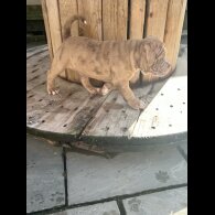 Dorset Olde Tyme Bulldogge - Both