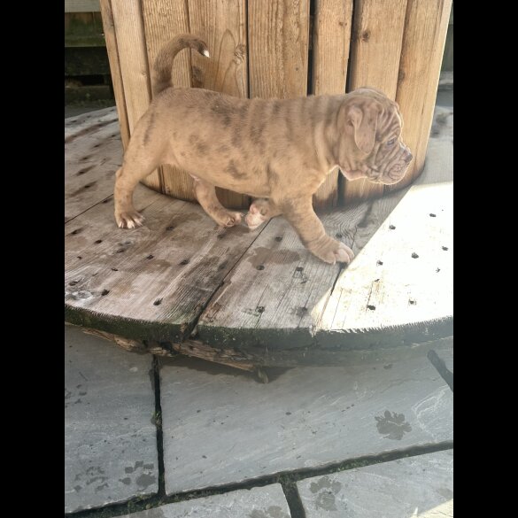 Dorset Olde Tyme Bulldogge - Both