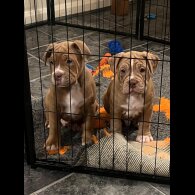 Dorset Olde Tyme Bulldogge - Both