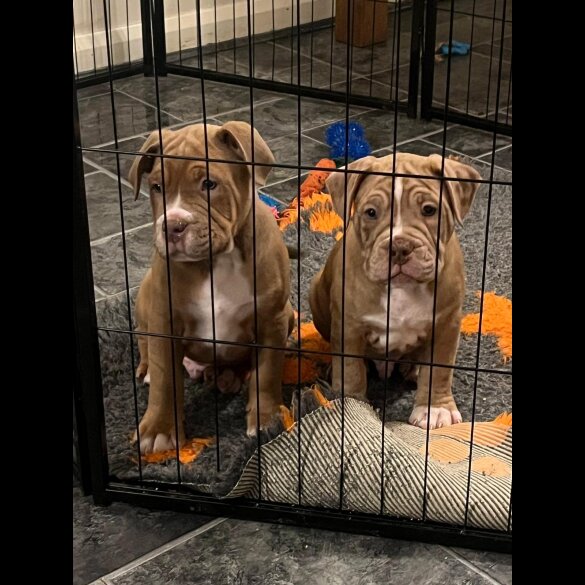 Dorset Olde Tyme Bulldogge - Both