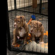 Dorset Olde Tyme Bulldogge - Both