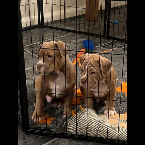 Dorset Olde Tyme Bulldogge - Both