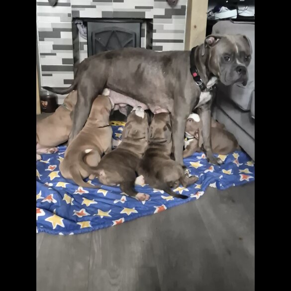 English Bulldog - Dogs