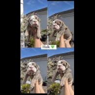 English Bulldog - Both