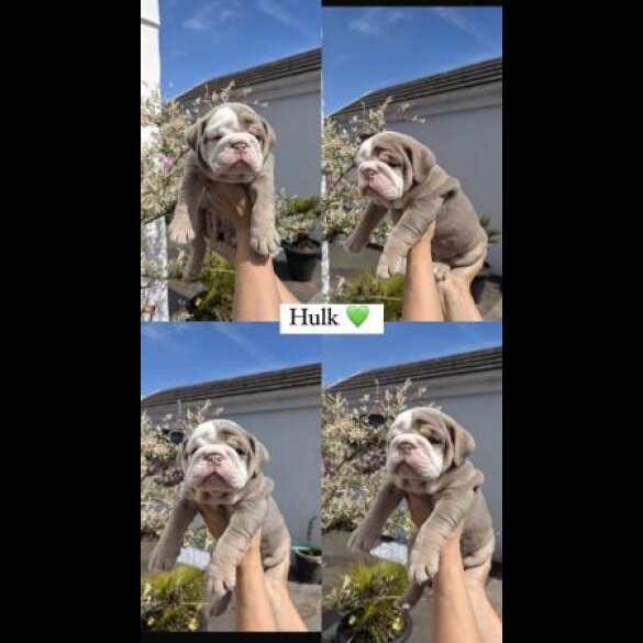 English Bulldog - Both