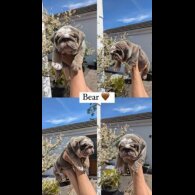 English Bulldog - Both