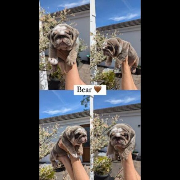 English Bulldog - Both