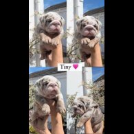 English Bulldog - Both