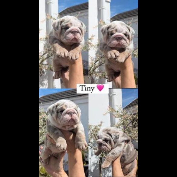 English Bulldog - Both