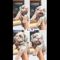 English Bulldog - Both