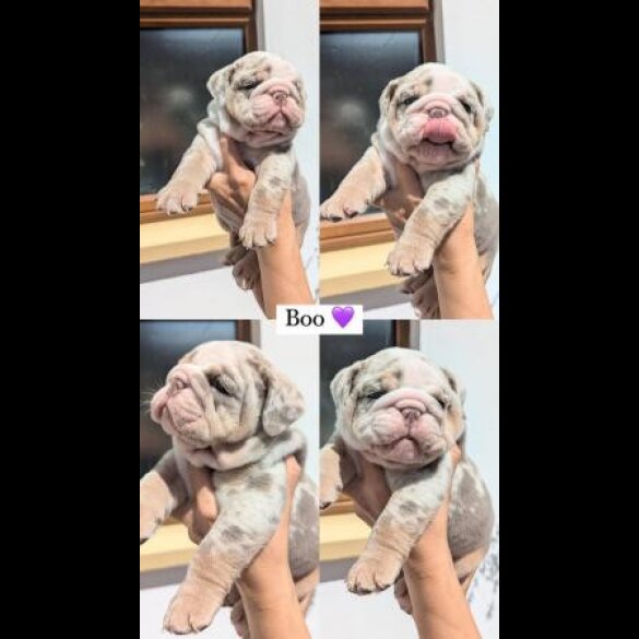 English Bulldog - Both