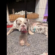 English Bulldog - Both