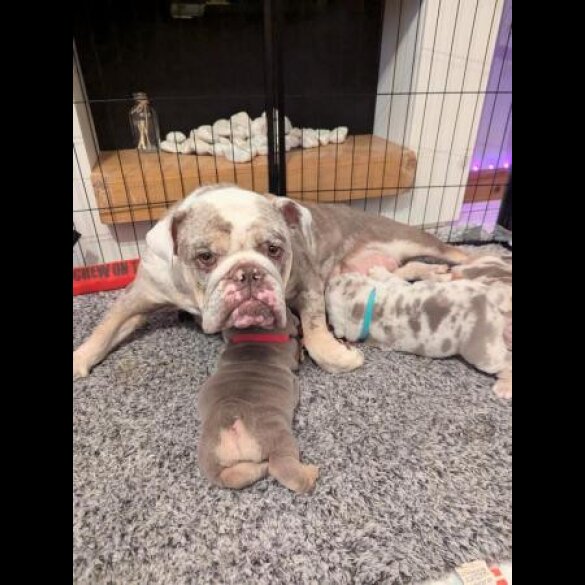 English Bulldog - Both