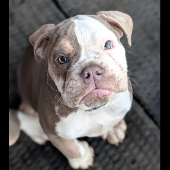 English Bulldog - Both