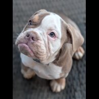 English Bulldog - Both