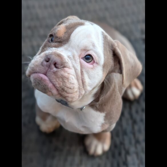 English Bulldog - Both