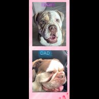 English Bulldog - Both