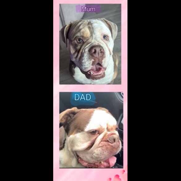 English Bulldog - Both