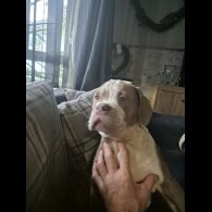 English Bulldog - Dogs