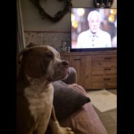 English Bulldog - Dogs
