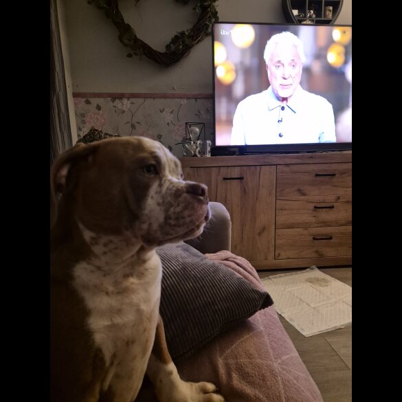 English Bulldog - Dogs