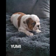 English Bulldog - Both