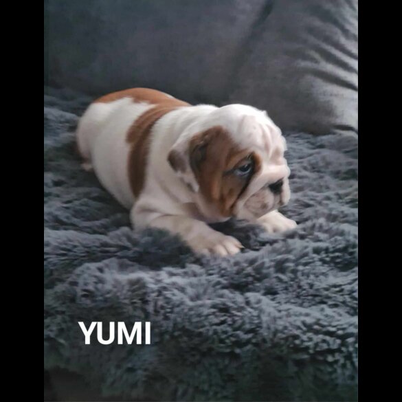 English Bulldog - Both