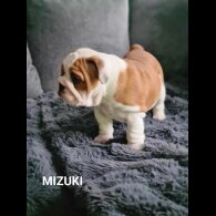 English Bulldog - Both