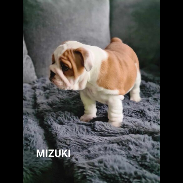 English Bulldog - Both