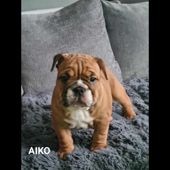 English Bulldog - Both
