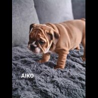 English Bulldog - Both