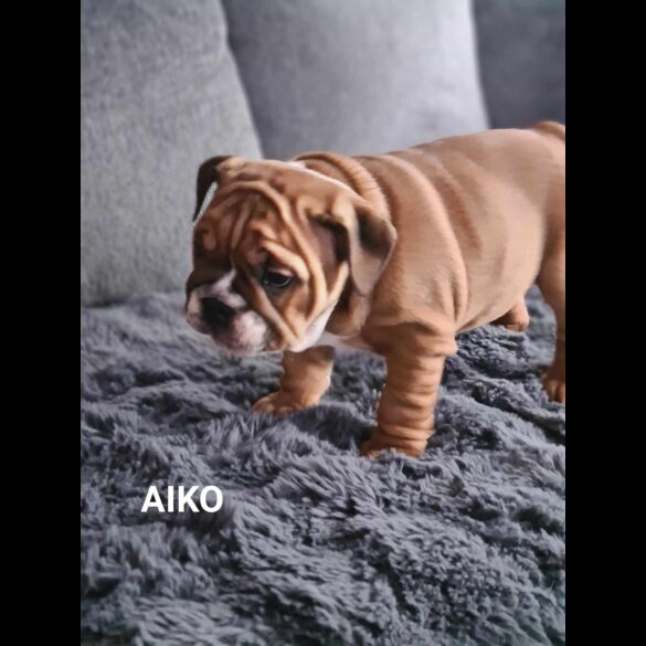 English Bulldog - Both