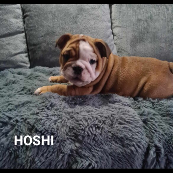 English Bulldog - Both