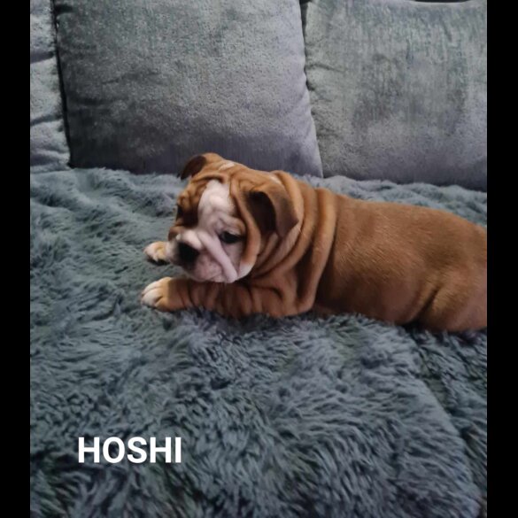 English Bulldog - Both