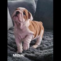 English Bulldog - Both