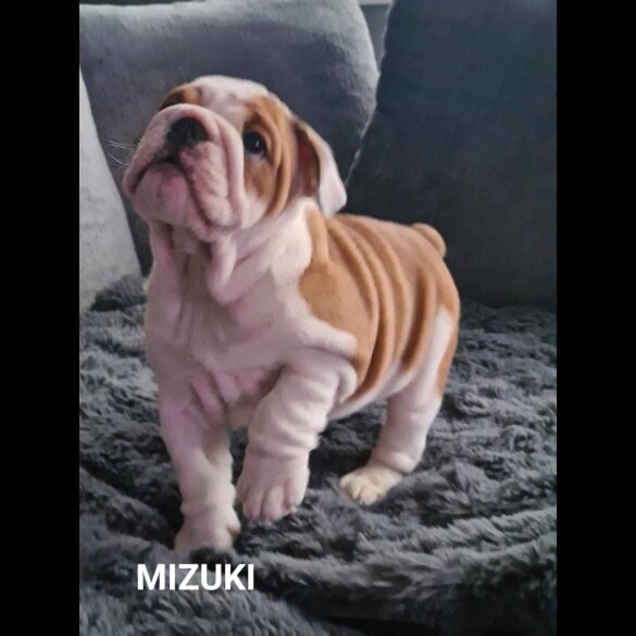English Bulldog - Both