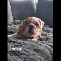 English Bulldog - Both