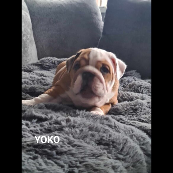 English Bulldog - Both