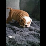 English Bulldog - Both