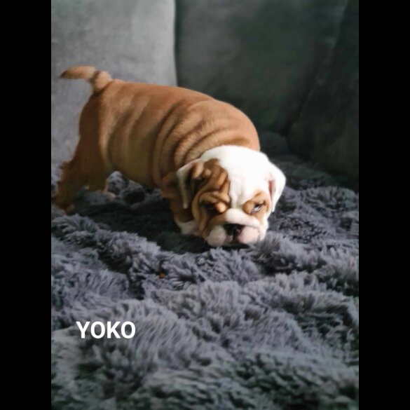 English Bulldog - Both