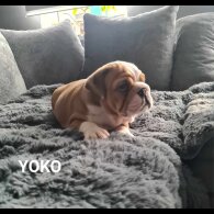 English Bulldog - Both