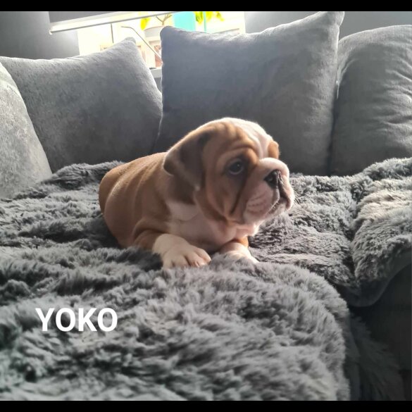 English Bulldog - Both