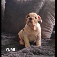 English Bulldog - Both