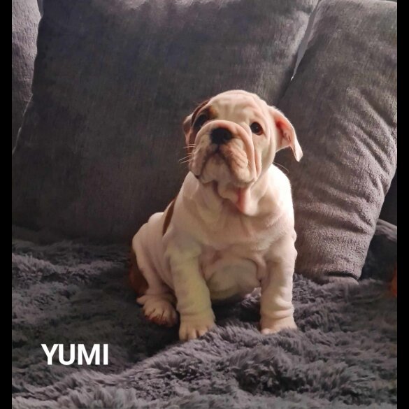 English Bulldog - Both