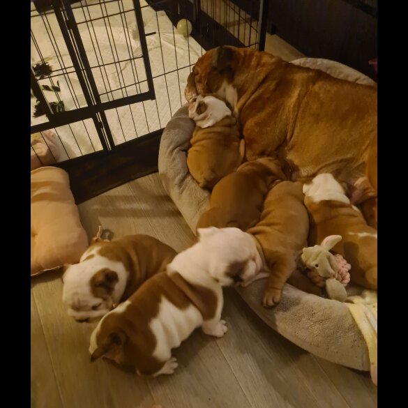 English Bulldog - Both