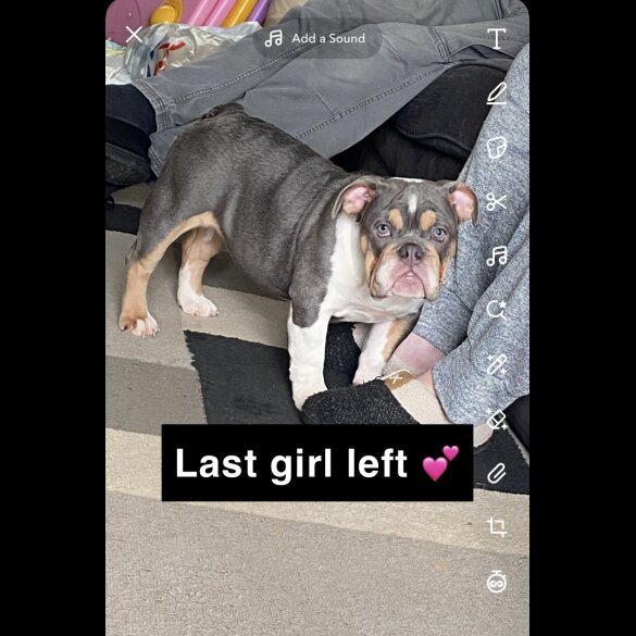 English Bulldog - Bitches