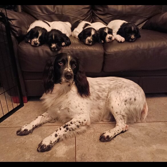 English Springer Spaniel - Both